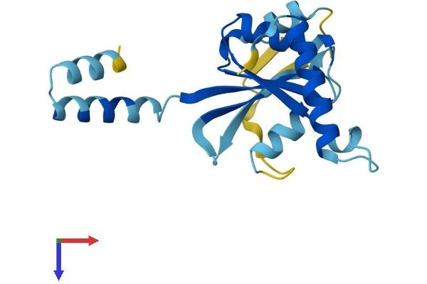 IRGM Protein (AA 1-181) (His tag)