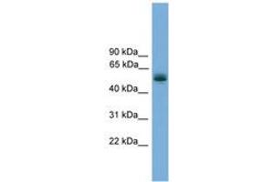 Image no. 1 for anti-Coiled-Coil Domain Containing 76 (CCDC76) (AA 71-120) antibody (ABIN6745144) (CCDC76 Antikörper  (AA 71-120))