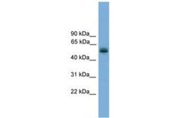 CCDC76 anticorps  (AA 71-120)