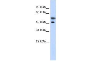 Western Blotting (WB) image for anti-Tropomodulin 2 (TMOD2) antibody (ABIN2459848)