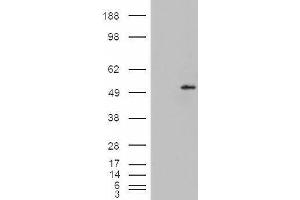 HEK293 overexpressing Dudulin4 (ABIN5365377) and probed with ABIN334498 (mock transfection in first lane). (STEAP4 Antikörper  (C-Term))