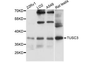 Western blot analysis of extracts of various cell lines, using TUSC3 antibody (ABIN6293392) at 1:3000 dilution. (TUSC3 Antikörper)
