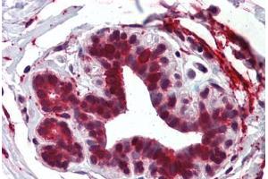 Anti-ELOVL5 antibody  ABIN960768 IHC staining of human breast. (ELOVL5 Antikörper  (Internal Region))