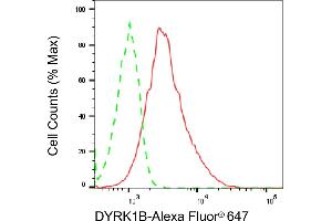Flow cytometric analysis of DYRK1B expression in HeLa cells using DYRK1B antibody (ABIN7798391), 1:2,000). (Rekombinanter DYRK1B Antikörper)