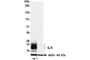 Western Blotting (WB) image for anti-Interleukin 5 (IL5) (AA 20-134) antibody (ABIN7795773)