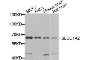 Western blot analysis of extracts of various cell lines, using SLCO1A2 antibody. (SLCO1A2 Antikörper  (AA 606-670))