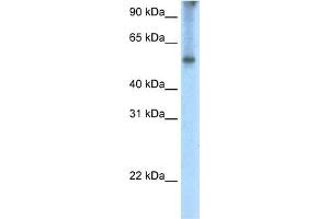 WB Suggested Anti-EIF2A Antibody Titration:  2. (EIF2A Antikörper  (C-Term))