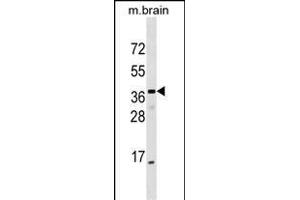 ELMOD1 Antibody (Center) (ABIN1537735 and ABIN2849527) western blot analysis in mouse brain tissue lysates (35 μg/lane). (ELMOD1 Antikörper  (AA 106-135))