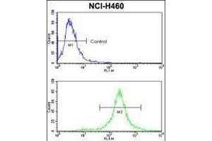 Flow cytometric analysis of NCI- cells using KIT Antibody (N-term )(bottom histogram) compared to a negative control cell (top histogram).