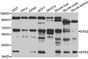 Western blot analysis of extracts of various cell lines, using STK3 antibody (ABIN5974206) at 1/1000 dilution.