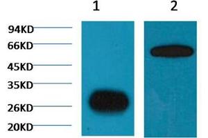 1) Input: Hela Cell Lysate 2) IP product: IP dilute 1:200 (GFP Antikörper)