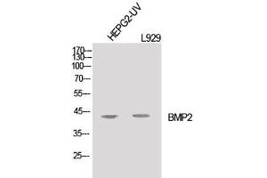Western Blot analysis of HepG2-UV, L929 cells using BMP2 Polyclonal Antibody at dilution of 1:1000. (BMP2 Antikörper)