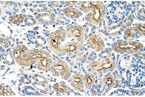 Immunohistochemical staining (Formalin-fixed paraffin-embedded sections) of human kidney with MIF4GD polyclonal antibody .