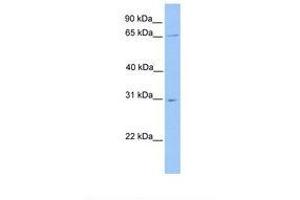 Image no. 1 for anti-Nuclear Receptor Subfamily 1, Group D, Member 2 (NR1D2) (N-Term) antibody (ABIN6737843) (NR1D2 Antikörper  (N-Term))