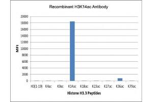 The recombinant H3K14ac antibody specifically reacts to Histone H3 acetylated at Lysine 14 (K14ac). (Rekombinanter Histone 3 Antikörper  (acLys14))