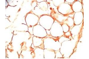 Immunohistochemistry (IHC) image for anti-Secreted Frizzled-Related Protein 2 (SFRP2) (AA 25-50) antibody (ABIN2872933)
