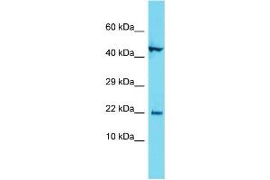 Host: Rabbit Target Name: C1orf192 Sample Type: MCF7 Whole Cell lysates Antibody Dilution: 1. (CFAP126 Antikörper  (C-Term))