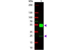 Image no. 1 for Goat anti-Mouse IgG (Whole Molecule) antibody (Rhodamine) (ABIN300667) (Ziege anti-Maus IgG (Whole Molecule) Antikörper (Rhodamine))