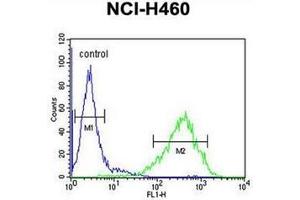 Flow cytometric analysis of NCI-H460 cells using RAB3IL1 Antibody (C-term) Cat. (RAB3IL1 Antikörper  (C-Term))