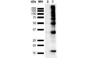 Western Blot analysis of Human Recombinant Protein showing detection of Multiple Bands Nitrotyrosine protein using Mouse Anti-Nitrotyrosine Monoclonal Antibody, Clone 39B6 (ABIN2486185). (Nitrotyrosine Antikörper  (Atto 594))
