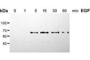 Western Blotting (WB) image for anti-SHC (Src Homology 2 Domain Containing) Transforming Protein 1 (SHC1) (pSer36) antibody (ABIN126891) (SHC1 Antikörper  (pSer36))