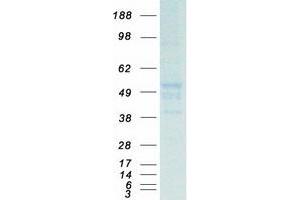 Validation with Western Blot (TUBA1B Protein (Myc-DYKDDDDK Tag))