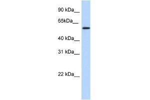 WB Suggested Anti-NKX1-1 Antibody Titration:  1. (NKX1-1 Antikörper  (Middle Region))