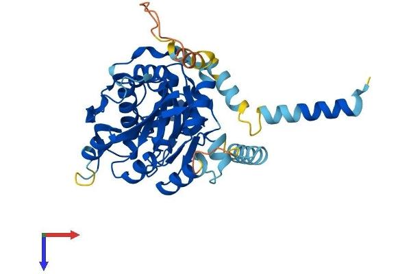 B3GALT4 Protein (AA 1-371) (His tag)
