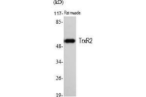 Western Blot analysis of various cells using TrxR2 Polyclonal Antibody. (TXNRD2 Antikörper  (AA 440-520))