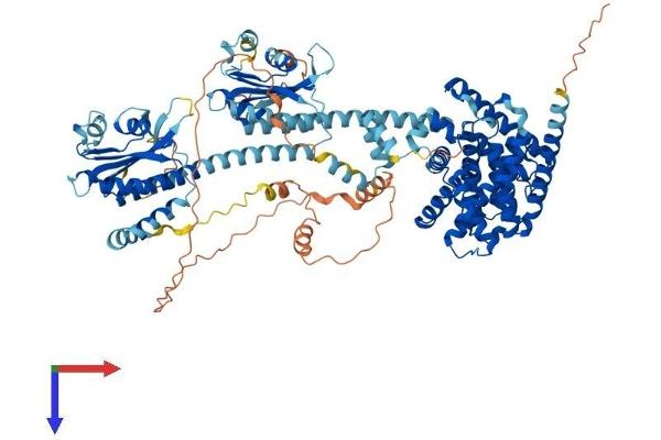 PDE11A Protein (AA 1-933) (His tag)