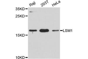 Western blot analysis of extracts of various cell lines, using LSM1 antibody (ABIN6293056) at 1:3000 dilution. (LSM1 Antikörper)