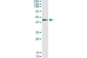 Immunoprecipitation of RPAP3 transfected lysate using anti-RPAP3 MaxPab rabbit polyclonal antibody and Protein A Magnetic Bead , and immunoblotted with RPAP3 purified MaxPab mouse polyclonal antibody (B01P) . (RPAP3 Antikörper  (AA 1-631))