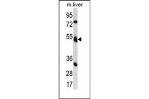 Western blot analysis of Fukutin Antibody (Center) in mouse liver tissue lysates (35ug/lane). (Fukutin Antikörper  (Middle Region))