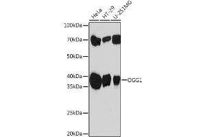 Western blot analysis of extracts of various cell lines, using OGG1 Rabbit mAb (ABIN7265349) at 1:1000 dilution. (OGG1 Antikörper)