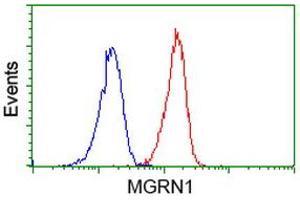 Image no. 2 for anti-Mahogunin, Ring Finger 1 (MGRN1) antibody (ABIN1499460) (Mahogunin RING Finger Protein 1 Antikörper)