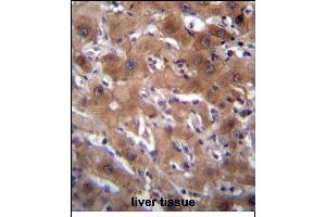 RASSF10 Antibody (Center) (ABIN656377 and ABIN2845672) immunohistochemistry analysis in formalin fixed and paraffin embedded human liver tissue followed by peroxidase conjugation of the secondary antibody and DAB staining. (RASSF10 Antikörper  (AA 230-259))