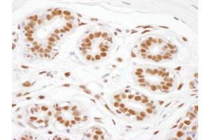 Immunohistochemistry (IHC) image for anti-Serrate RNA Effector Molecule Homolog (SRRT) (AA 826-876) antibody (ABIN7453421) (SRRT Antikörper  (AA 826-876))