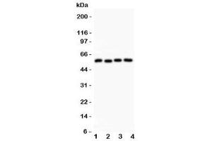 Western blot testing of Cyclin B1 antibody and Lane 1:  HeLa