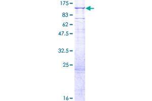 PIGQ Protein (AA 1-760) (GST tag)