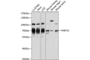 Western blot analysis of extracts of various cell lines, using FKBP10 antibody  at 1:3000 dilution. (FKBP10 Antikörper  (AA 303-582))
