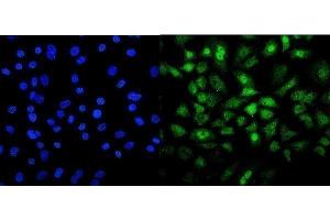 IF analysis of Mesp2 using anti-Mesp2 antibody (ABIN7599353). (Mesp2 Antikörper  (AA 1-397))