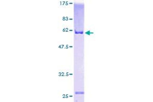 Annexin A2 Protein (ANXA2) (AA 19-357) (GST tag)
