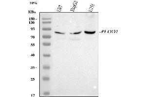 Western blot analysis of PLOD1 using anti-PLOD1 antibody (ABIN7600763).