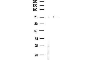 Western blot analysis of lysates from RAW264.