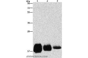 Western blot analysis of Huvec, hela and SKOV3 cell, using CD59 Polyclonal Antibody at dilution of 1:500 (CD59 Antikörper)