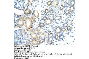 Rabbit Anti-MGC27016 Antibody  Paraffin Embedded Tissue: Human Kidney Cellular Data: Epithelial cells of renal tubule Antibody Concentration: 4. (MGC27016 (N-Term) Antikörper)