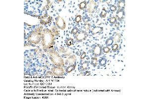 Rabbit Anti-MGC27016 Antibody  Paraffin Embedded Tissue: Human Kidney Cellular Data: Epithelial cells of renal tubule Antibody Concentration: 4.
