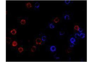 Immunofluorescence (IF) image for anti-CD19 Molecule (CD19) antibody (Alexa Fluor 647) (ABIN2657657) (CD19 Antikörper  (Alexa Fluor 647))