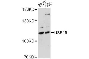 Western blot analysis of extracts of various cell lines, using USP15 antibody (ABIN5975428) at 1/1000 dilution. (USP15 Antikörper)