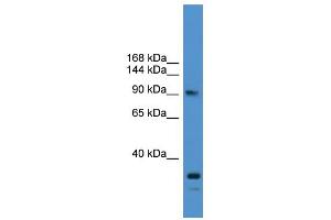 WB Suggested Anti-USP13 Antibody Titration: 0.